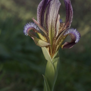 Iris stolonifera